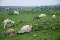Birdoswald Lambs