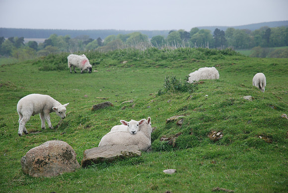 Birdoswald Lambs
