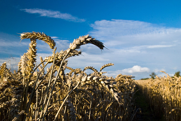 Wheat Field
