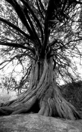 Mighty Yew II