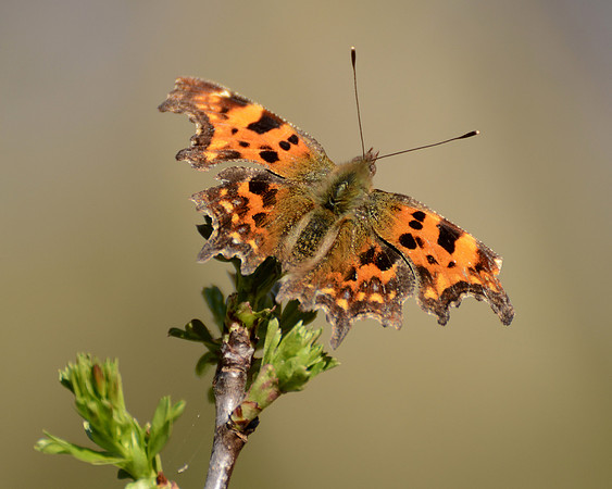 Comma Butterfly