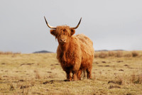 Highland Cow