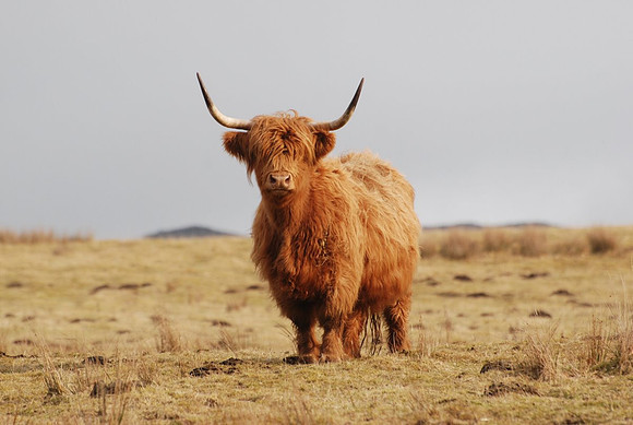 Highland Cow