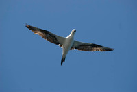 Bass Rock Gannets