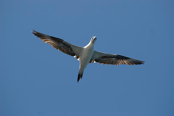 Bass Rock Gannets