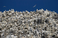 Bass Rock Gannets - crowded cliff