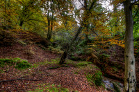 Roslin Glen in the Autumn