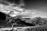 Pentland Tree