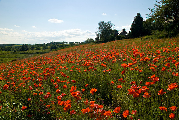 Scottish Poppy Field