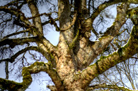 Winter Tree