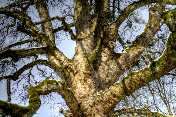 Winter Tree