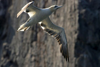 Bass Rock Gannets