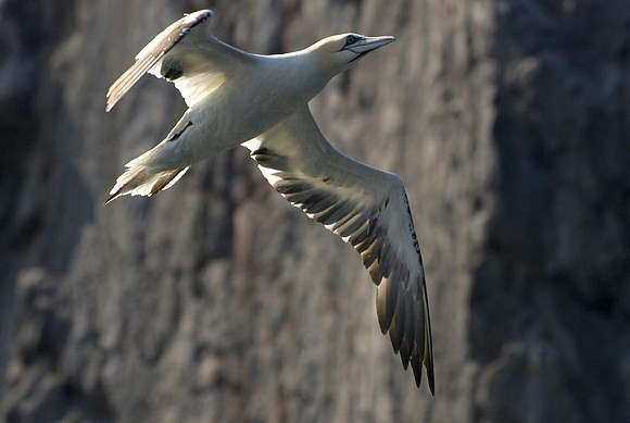 Bass Rock Gannets