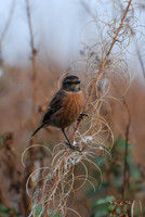 Female Stonechat