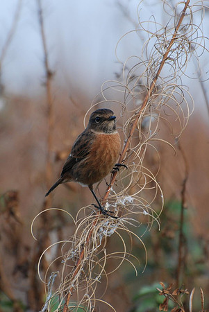 Female Stonechat