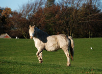 Posing Pony