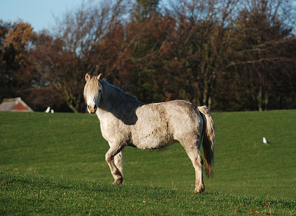 Posing Pony
