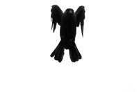 Flying Jackdaw