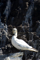Tangled Bass Rock Gannet