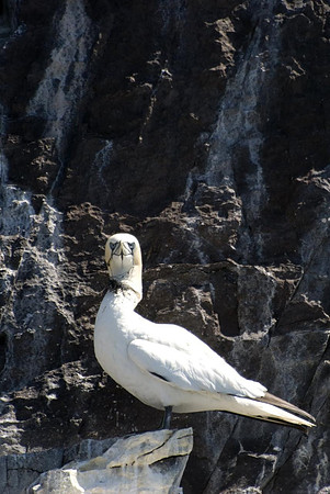 Tangled Bass Rock Gannet