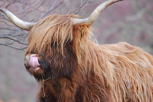 Highland Cow