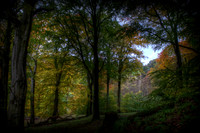 Roslin Glen Woods