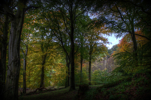 Roslin Glen Woods