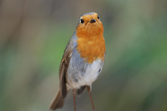 Robin Portrait
