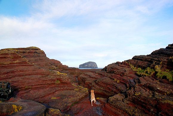 Bass Rock from Seacliff harbour