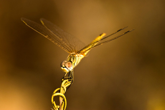 Dragonfly