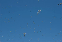 Bass Rock Gannets