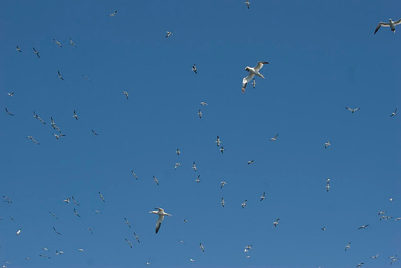 Bass Rock Gannets
