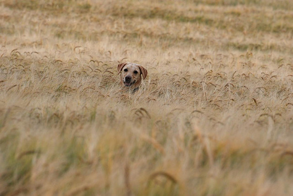 Misty in the Wheat