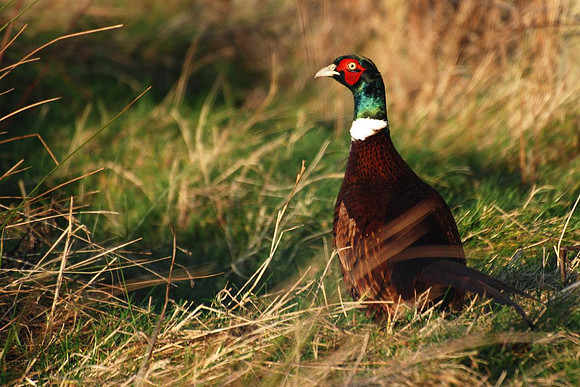 Pheasant