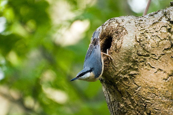 Nuthatch