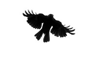 Flying Jackdaw