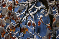 Oak Leaves in the Snow