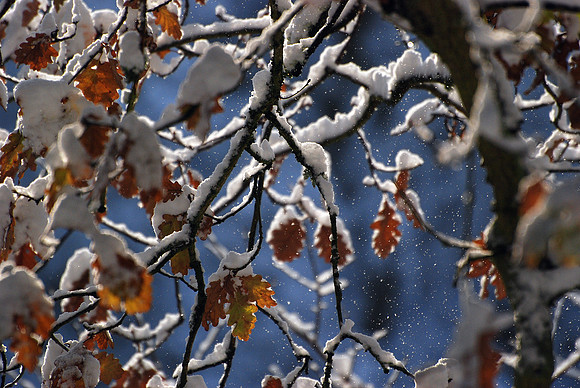 Oak Leaves in the Snow