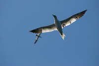 Bass Rock Gannets
