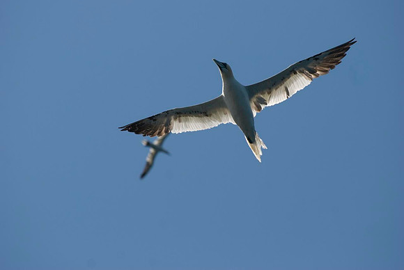 Bass Rock Gannets