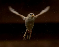 Flying Sparrow in the Rain