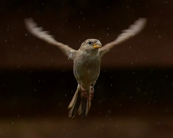 Flying Sparrow in the Rain