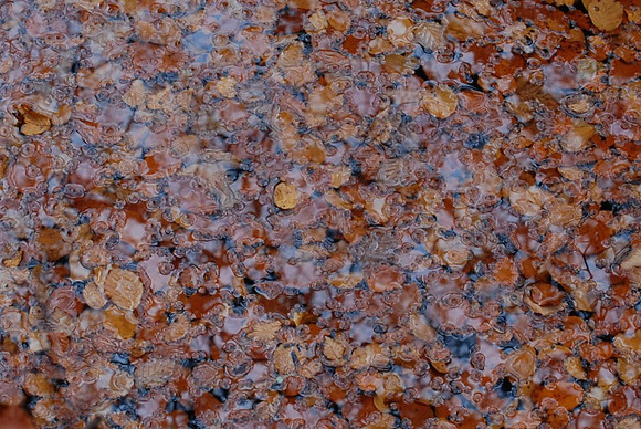Autumn Leaves in Mill Lade