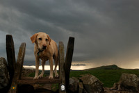 A dog with stile