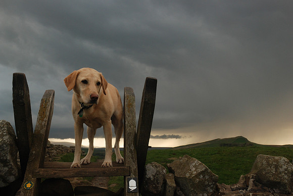 A dog with stile
