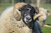 Horned Ram