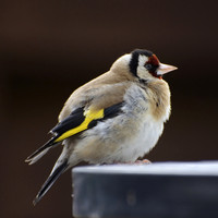 Goldfinch Chick