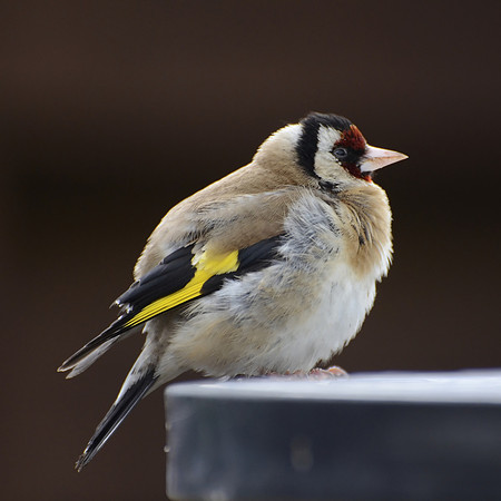 Goldfinch Chick