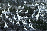 Bass Rock Juvenile Gannets