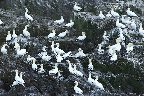 Bass Rock Juvenile Gannets